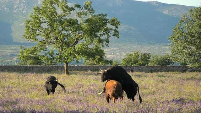 Five year old spanish fighting bulls playing in a spring meadow with mountains in the background.