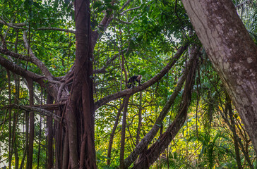 White-headed Capuchin, capucinus, black monkey sitting on the old tree in the jungle forest. Wildlife of Costa Rica, Central America.