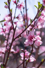 Springtime background - pink flower tree