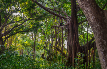 White-headed Capuchin, capucinus, black monkey sitting on the old tree in the jungle forest. Wildlife of Costa Rica, Central America.