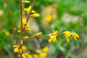 The plant blooms in spring. An ornamental forsythia bush has buds and inflorescences with bright yellow flowers against a background of green grass, close-up