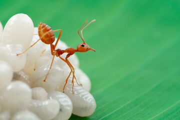 ant and ant eggs on green banana leaf,selective focus point,macro
