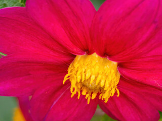 macro of red dahlia flower with yellow center