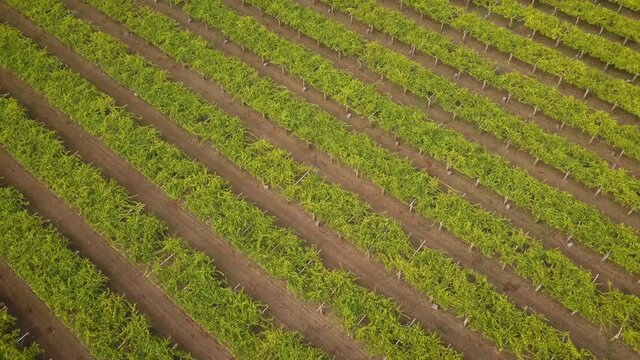 Aerial view of big green vineyard field of albari&ntilde;o grapes in Galicia