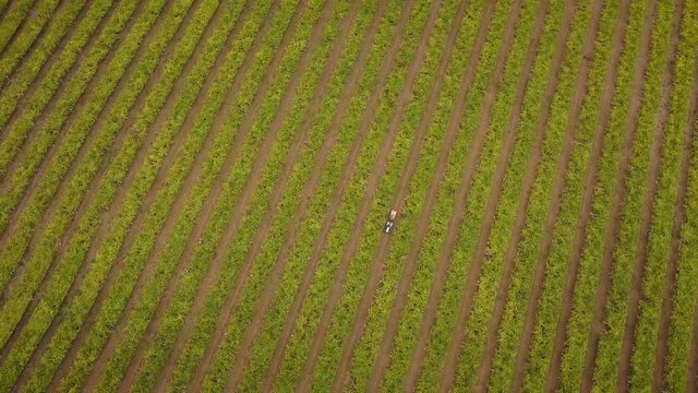 Aerial view of a vineyard and a tractor at the harvest of albari&ntilde;o grapes in Galicia