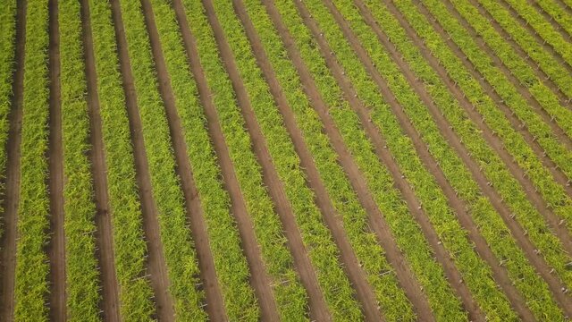 Drone circle over a vineyard in summer sunset