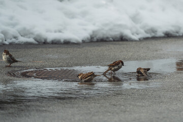 a group of house sparrows are bathing in water on a street