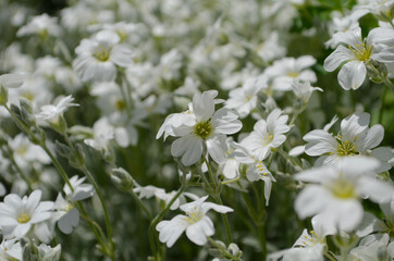 snow white flower is the Snow in-Summer flowers also called Cerastium tomentosum