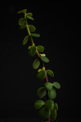 Moody studio shot of a spekboom (dwarf jade) on a black background. Johannesburg, South Africa.  January 2021