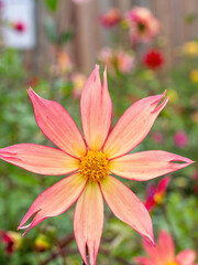 closeup of orange pink and yellow dahlia flower