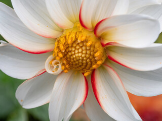 macro of white dahlia flower with red on petals and yellow center