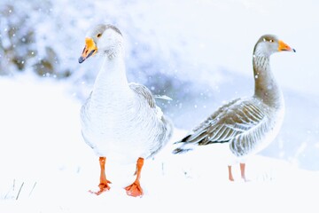 geese on the snow