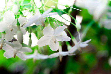 Abstract blur background of white flowers,wild water plum,moke flower,in full bloom in farm, on green nature blur background, on bright sunlight, used for a background ,selective focus point ,macro