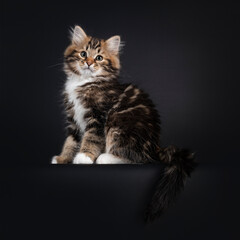 Gorgeous warm tabby Siberian cat kitten, sitting side ways on edge. Looking towards camera with green eyes. Isolated on black background.