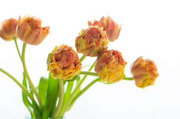 オレンジ色のチューリップ