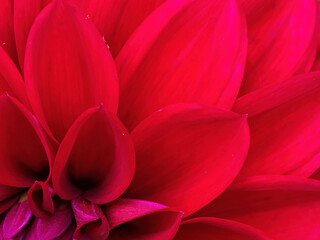 macro of red dahlia flower petals