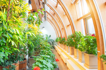 Tropical greenhouse with round glasses, pelargonium plants and colored crotons. © aapsky