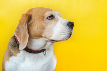 portrait of a beagle dog on a yellow background. close-up, isolated image
