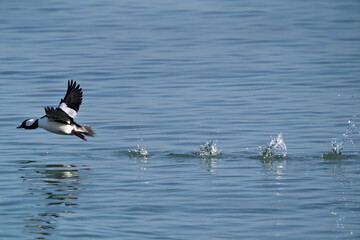 Bufflehead drake running start along water to take off into flight. Freezing cold but sunny day
