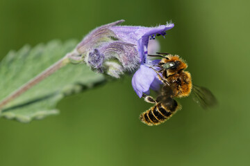 Osmia adunca an der Katzenminze