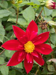 close up of red dahlia flower 