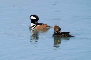Hooded Merganser pair, male and female, swimming on lake front on early spring day. Freezing cold but sunny
