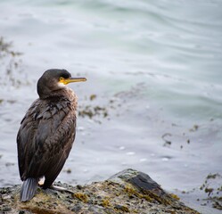 Cormorant  sea  bird perched  on the  edge  of  rocks 