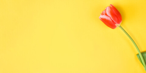 One red tulip on a yellow background. Minimalistic holiday banner, copy space