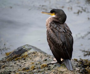 Cormorant  sitting  on quayside  watching the  tide 