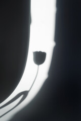 Shadow of lonely flower on white background on bright sunny day. Vertical photo