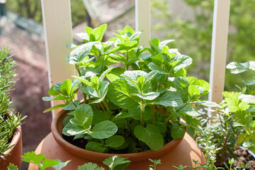 Freshly potted Moroccan mint and other herbs in pots on a tiny balcony.