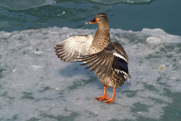 Mallard ducks on lake in early spring on freezing cold but sunny day. Drakes, hens preening and swimming in ice water