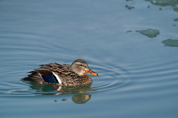 Mallard ducks on lake in early spring on freezing cold but sunny day. Drakes, hens preening and swimming in ice water