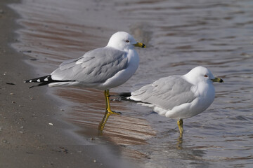 Ring Billed gulls flapping (staging) on lake, flapping in place, helps waterproof feathers on cold lake in early spring on sunny day