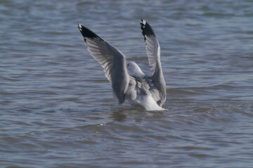 Ring Billed gulls flapping (staging) on lake, flapping in place, helps waterproof feathers on cold lake in early spring on sunny day
