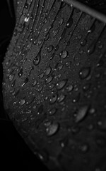 Moody macro of water droplets on the leaf of a Frangipani