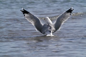 Ring Billed gulls flapping (staging) on lake, flapping in place, helps waterproof feathers on cold lake in early spring on sunny day