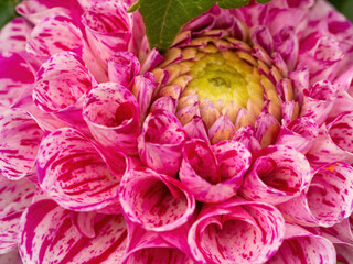 macro of pink and white dahlia flower with yellow center and green leaf