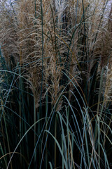 Fototapeta premium campo