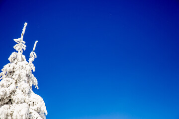 Zimowe drzewo ze śniegiem na tle nieba 
