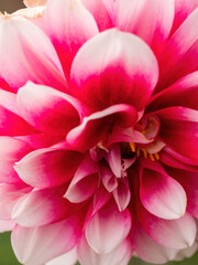 Fototapeta premium macro of pink dahlia flower with white petal tips