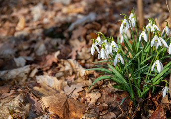 The first spring snowdrop blooms in the forest