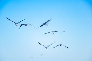 Seascape background seagulls flying against blue sky