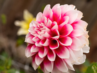 closeup of pink dahlia flower with white petal tips