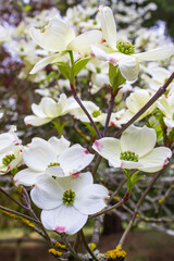 flowers of Cornus florida