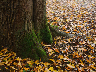 Nature autumn Trees countryside yellow leaves fresh air fog