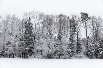 Naklejka premium waldrand im winter