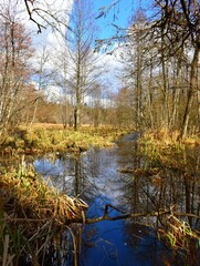 stream in the forest 
