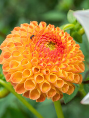 closeup of orange dahlia flower with little bee