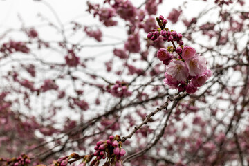 Sakura tree close up in cloudy day at the park